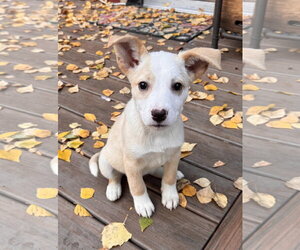 Australian Shepherd-Unknown Mix Dogs for adoption in Anchorage, AK, USA