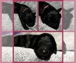 Puppy Glory Goldendoodle