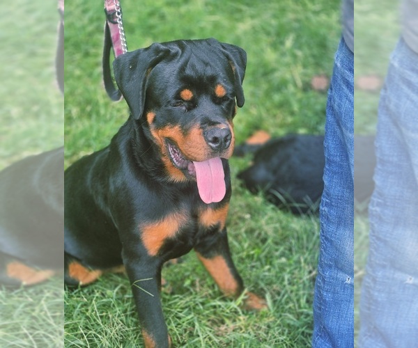 Medium Photo #1 Rottweiler Puppy For Sale in FAIRDALE, KY, USA