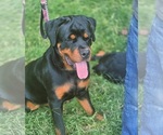 Puppy Dubo Rottweiler