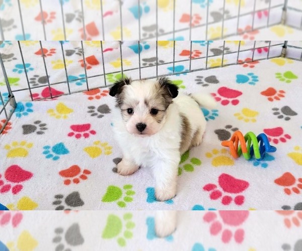 Medium Photo #3 Papitese Puppy For Sale in ORO VALLEY, AZ, USA