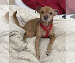 Small #3 Chihuahua Mix