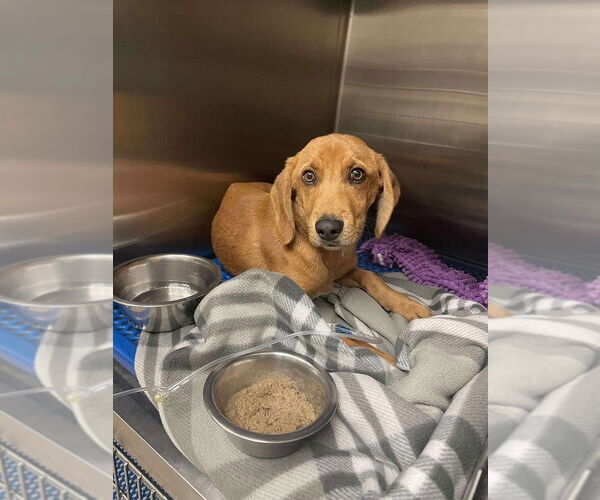 Medium Photo #2 Beagle-Redbone Coonhound Mix Puppy For Sale in Aurora, IN, USA