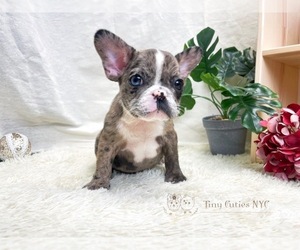 French Bulldog Puppy for sale in ASTORIA, NY, USA