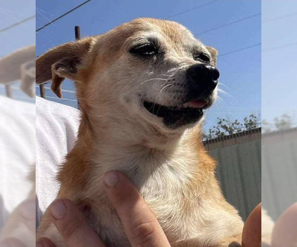 Medium Photo #9 Chihuahua-Unknown Mix Puppy For Sale in Cranston, RI, USA