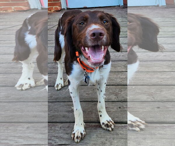 Medium Photo #1 Brittany Puppy For Sale in Curwensville, PA, USA