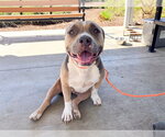 TEMPURA - Female American Staffordshire Terrier Dog for Adoption - Small photo