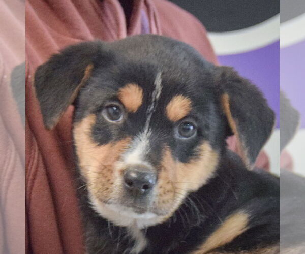 Medium Photo #6 Rottweiler-Unknown Mix Puppy For Sale in Huntley, IL, USA