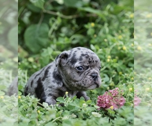 French Bulldog Puppy for Sale in ROANOKE, Illinois USA