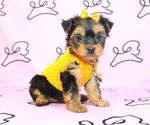 Small #38 Yorkshire Terrier