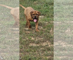 Dogue de Bordeaux Puppy for Sale in MONROE, Georgia USA