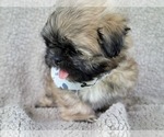 Small Photo #9 Shih Tzu Puppy For Sale in MANES, MO, USA