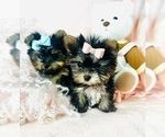 Small #18 Yorkshire Terrier