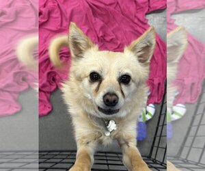 Chihuahua-Spaniel Mix Dogs for adoption in Chico, CA, USA