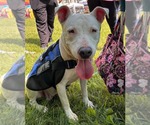 Small #4 Bull Terrier Mix