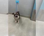 Small American Bulldog Mix