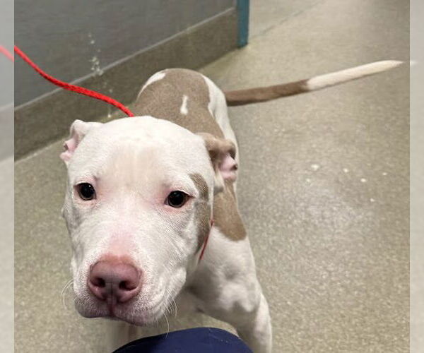 Medium Photo #1 Mutt Puppy For Sale in Las Vegas, NV, USA