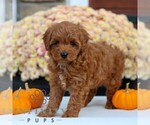 Small #3 Cavapoo