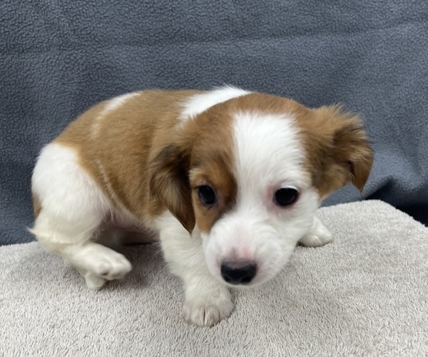 Medium Photo #17 Chiweenie Puppy For Sale in SAINT AUGUSTINE, FL, USA