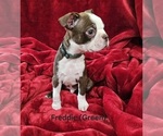 Small #2 Boston Terrier