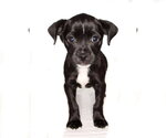Small #4 Pug Mix