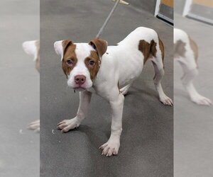 Labrador Retriever-Unknown Mix Dogs for adoption in Forestville, MD, USA