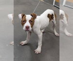 Small Labrador Retriever Mix