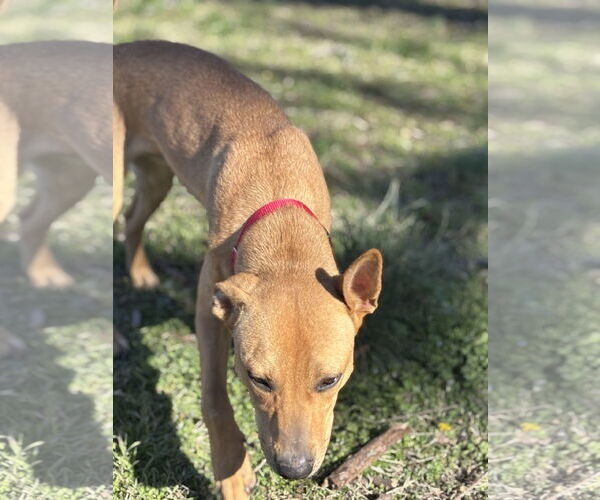 Medium Photo #6 Labrador Retriever-Rhodesian Ridgeback Mix Puppy For Sale in Wakefield, RI, USA