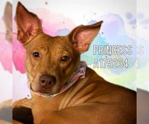 Mutt Dogs for adoption in Tulsa, OK, USA