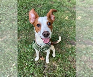Australian Shepherd-Unknown Mix Dogs for adoption in Minneapolis, MN, USA