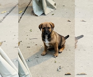Australian Cattle Dog-Border Collie Mix Puppy for sale in SILVER CREEK, NY, USA