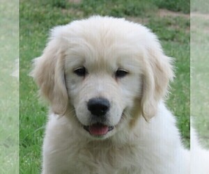 English Cream Golden Retriever Puppy for sale in PARTRIDGE, KS, USA