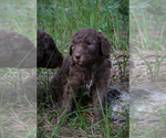 Small Photo #6 Poodle (Standard) Puppy For Sale in COLUMBUS, NE, USA