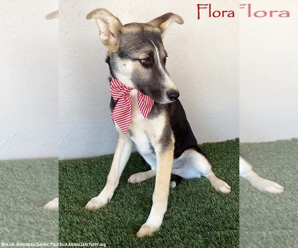 Medium Photo #7 Huskies -Unknown Mix Puppy For Sale in San Diego, CA, USA
