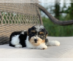 Yorkshire Terrier Puppy for sale in HOUSTON, TX, USA