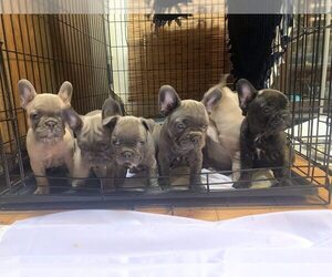 French Bulldog Puppy for sale in TORRANCE, CA, USA
