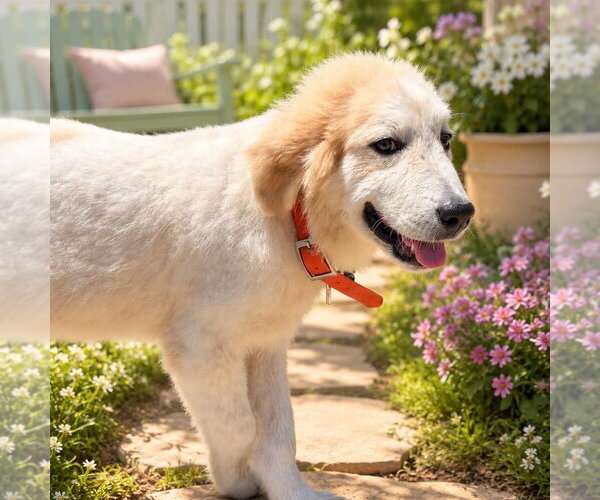Medium Photo #1 Great Pyrenees-Unknown Mix Puppy For Sale in Sterling, MA, USA