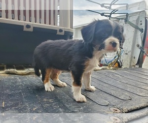 Australian Shepherd-Cavalier King Charles Spaniel Mix Puppy for sale in CLARKRANGE, TN, USA