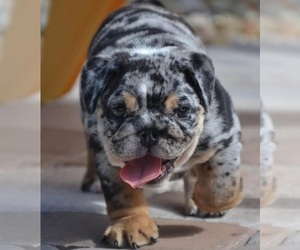 Bulldog Puppy for sale in SAN FRANCISCO, CA, USA
