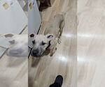 Small #2 American Staffordshire Terrier-Labrador Retriever Mix