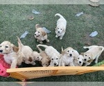 Small Photo #15 Goldendoodle Puppy For Sale in LAGUNA HILLS, CA, USA