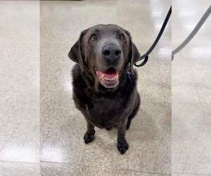 Labrador Retriever-Unknown Mix Dogs for adoption in Minneapolis, MN, USA