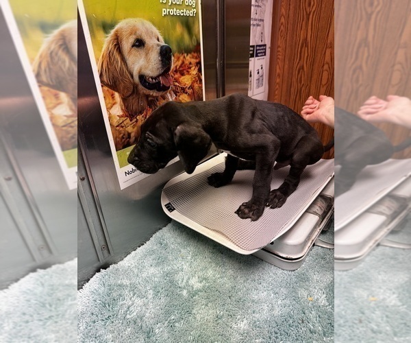Medium Photo #18 Great Dane Puppy For Sale in ALIQUIPPA, PA, USA