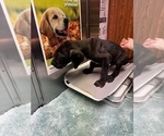 Small Photo #18 Great Dane Puppy For Sale in ALIQUIPPA, PA, USA