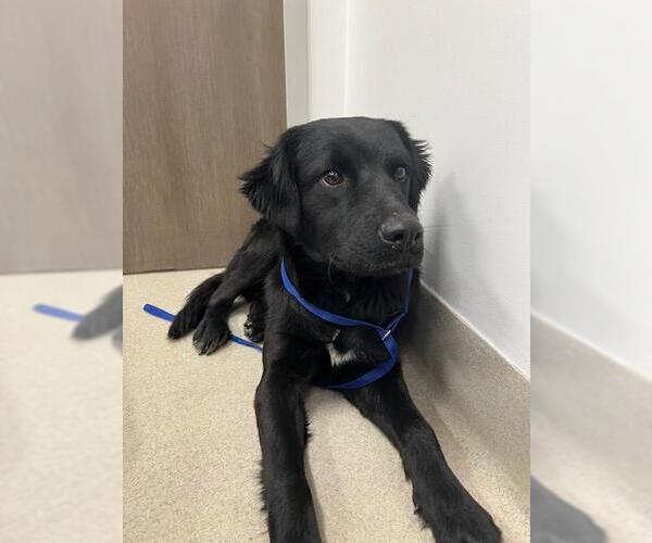 Medium Photo #1 Labrador Retriever Puppy For Sale in Baytown, TX, USA