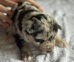 Small #2 Australian Shepherd-Miniature Australian Shepherd Mix
