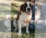 Small Photo #1 Saint Bernard Puppy For Sale in ANAHEIM, CA, USA