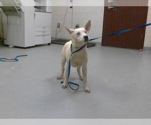 American Pit Bull Terrier-Siberian Husky Mix Dogs for adoption in Fayetteville, NC, USA