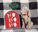 Small Photo #13 Weimaraner Puppy For Sale in NEWCASTLE, OK, USA