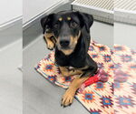 Small #2 Beauceron-Catahoula Leopard Dog Mix